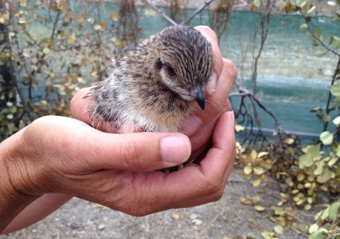 Bird survey research