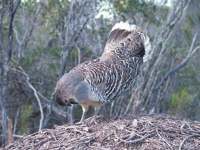 Malleefowl in native habitat
