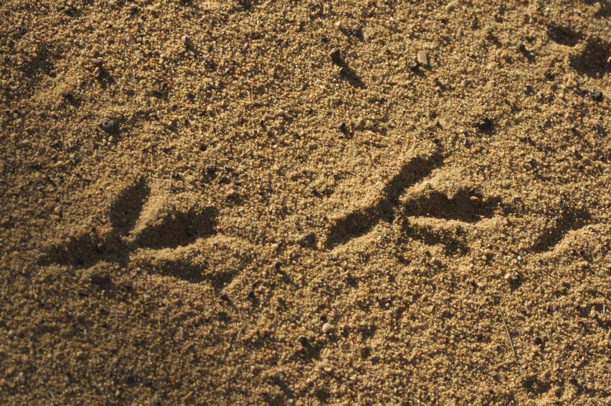 Malleefowl tracks